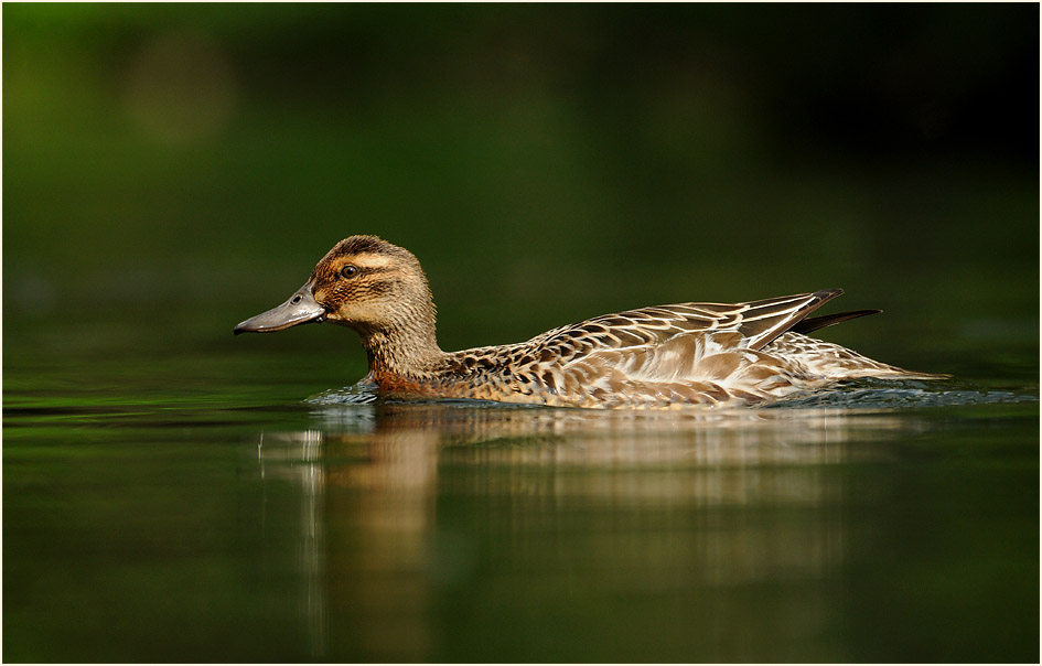 Knäkente (Anas querquedula)