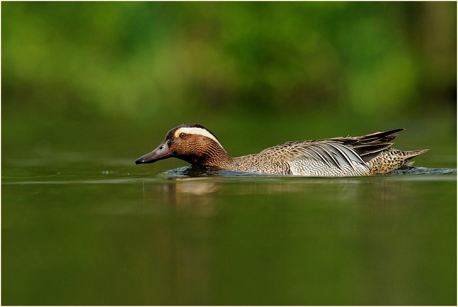 Knäkente (Anas querquedula)