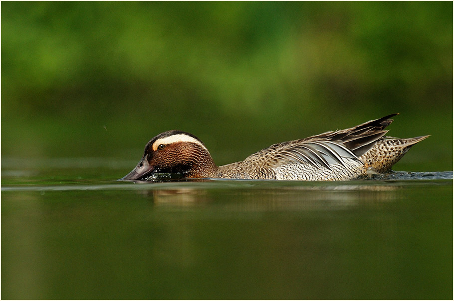 Knäkente (Anas querquedula)