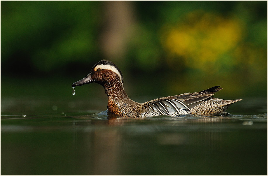 Knäkente (Anas querquedula)