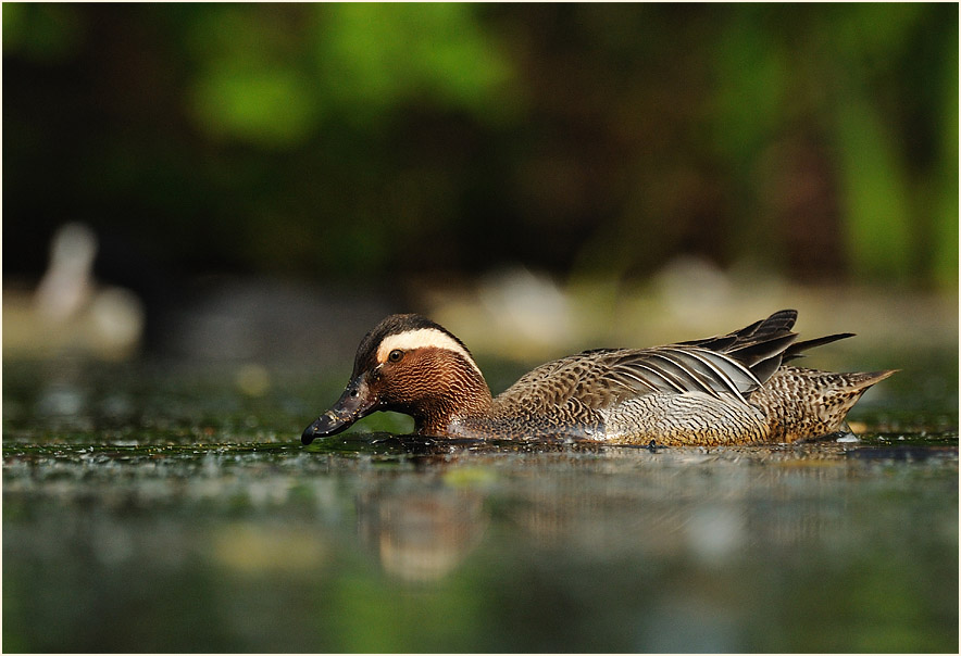 Knäkente (Anas querquedula)