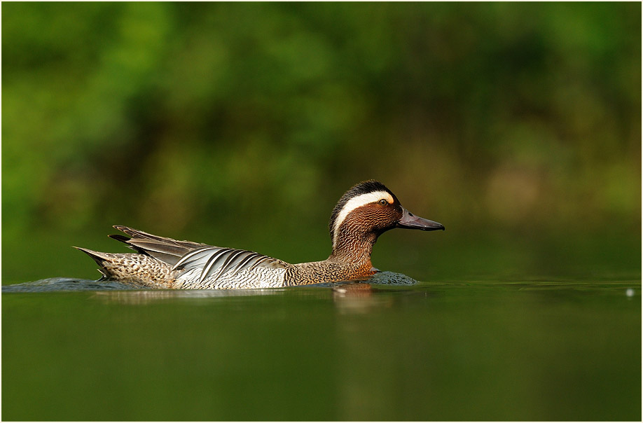 Knäkente (Anas querquedula)