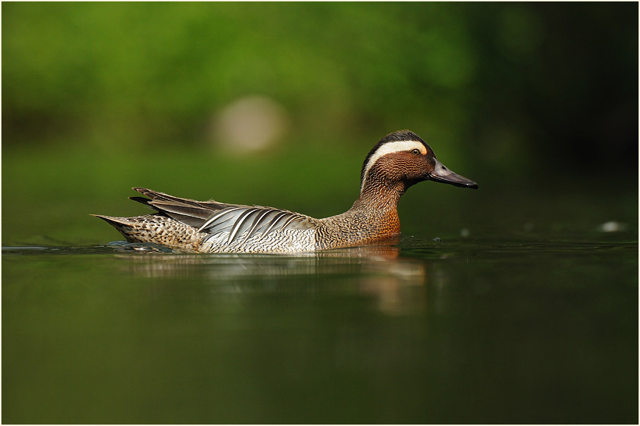 Knäkente (Anas querquedula)