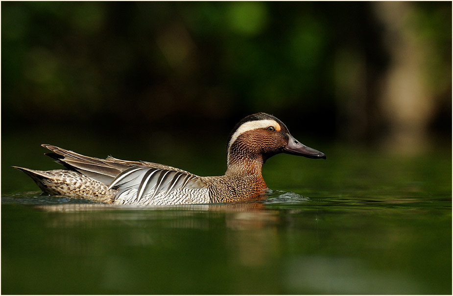 Knäkente (Anas querquedula)