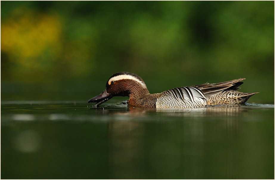 Knäkente (Anas querquedula)