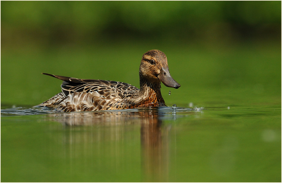 Knäkente (Anas querquedula)