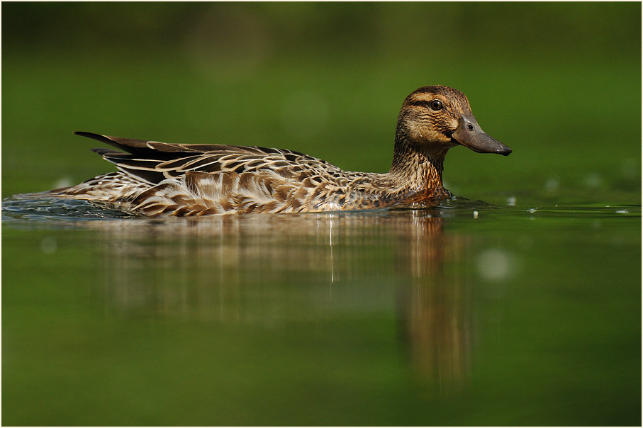 Knäkente (Anas querquedula)