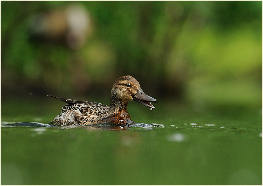 Knäkente (Anas querquedula)
