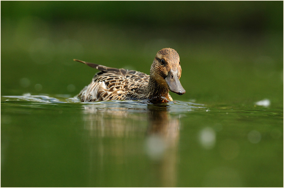 Knäkente (Anas querquedula)