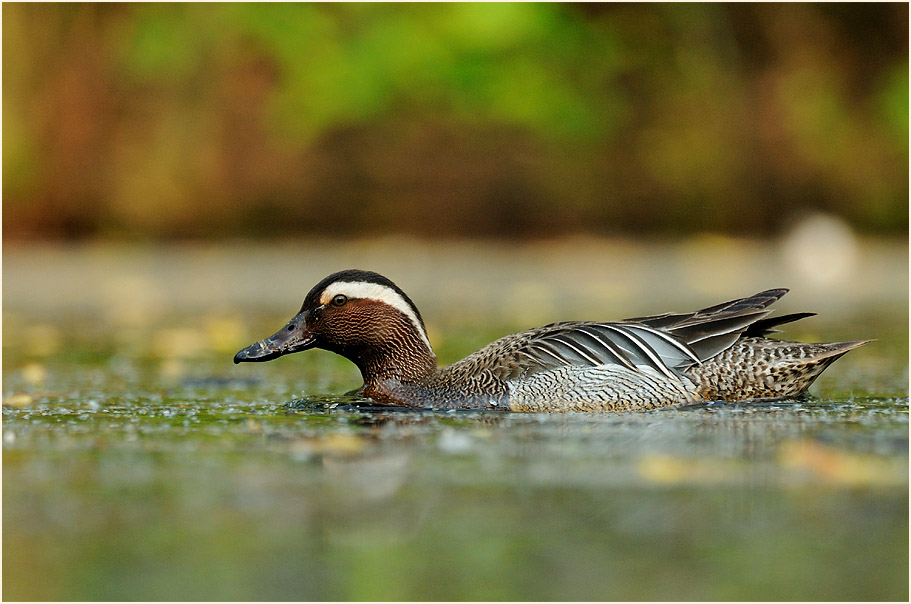 Knäkente (Anas querquedula)