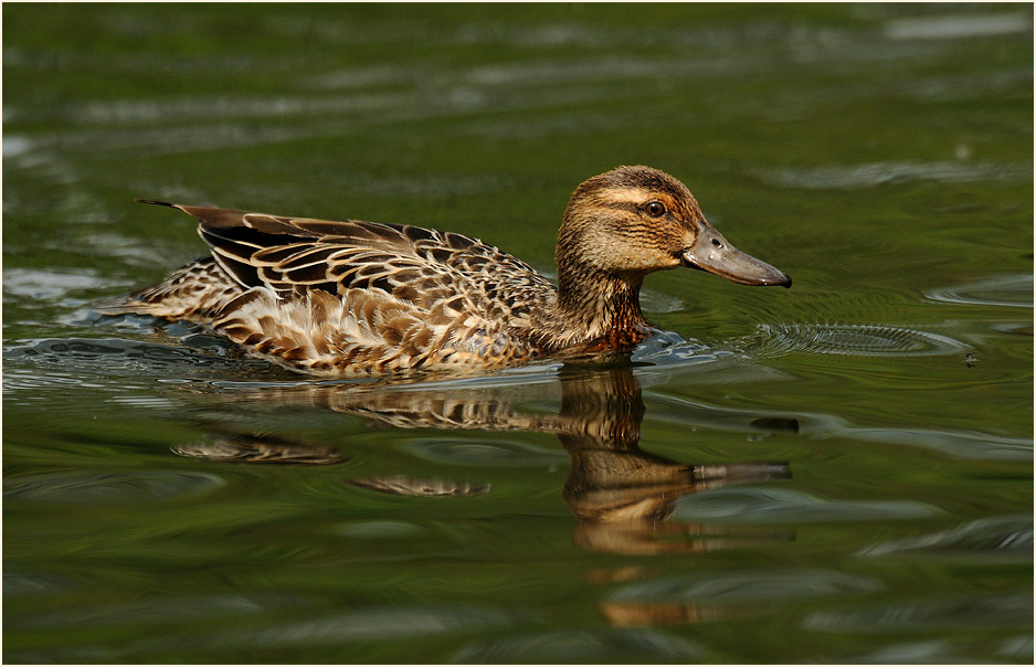 Knäkente (Anas querquedula)