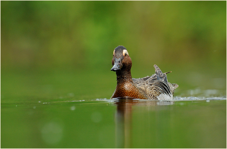 Knäkente (Anas querquedula)
