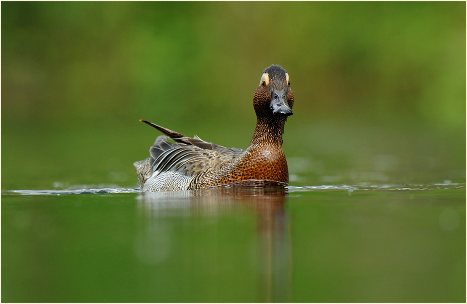 Knäkente (Anas querquedula)
