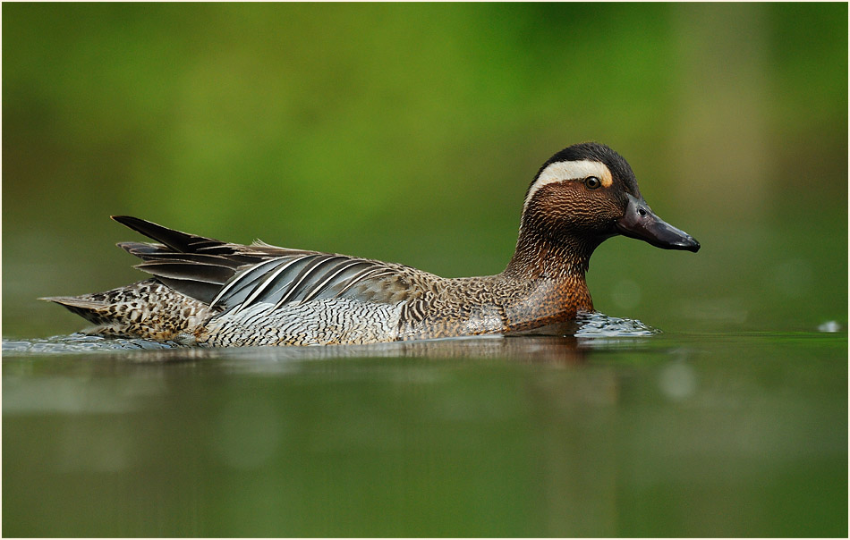 Knäkente (Anas querquedula)