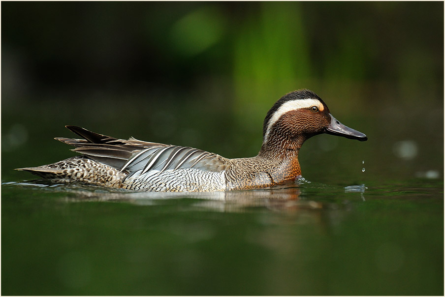 Knäkente (Anas querquedula)