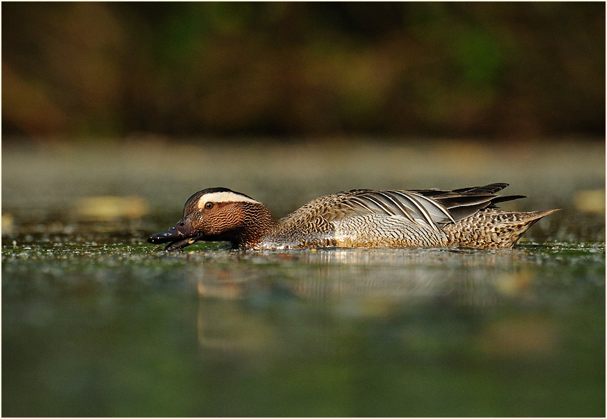 Knäkente (Anas querquedula)