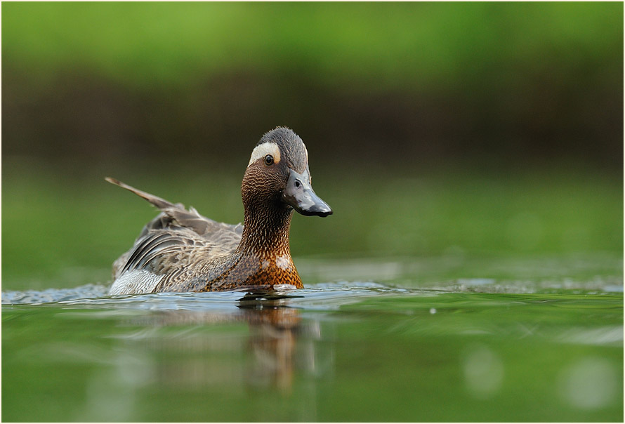 Knäkente (Anas querquedula)