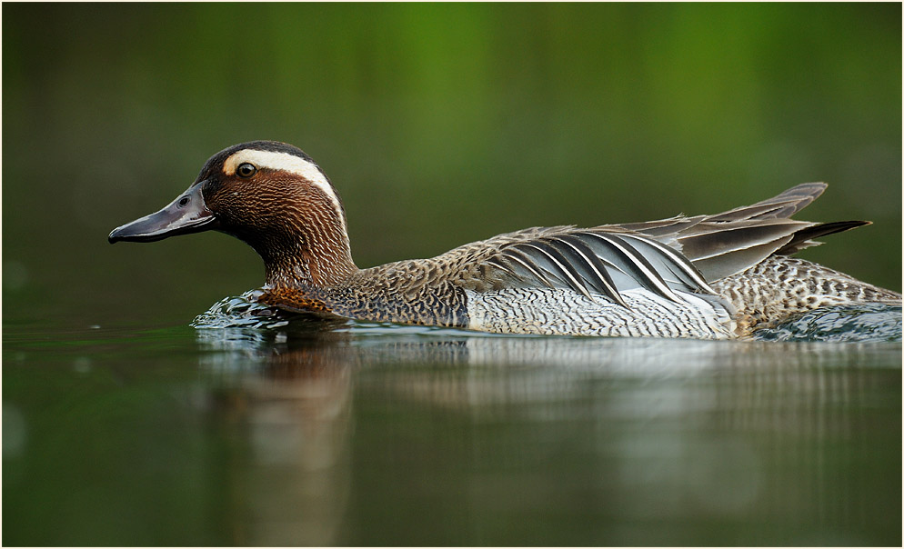 Knäkente (Anas querquedula)