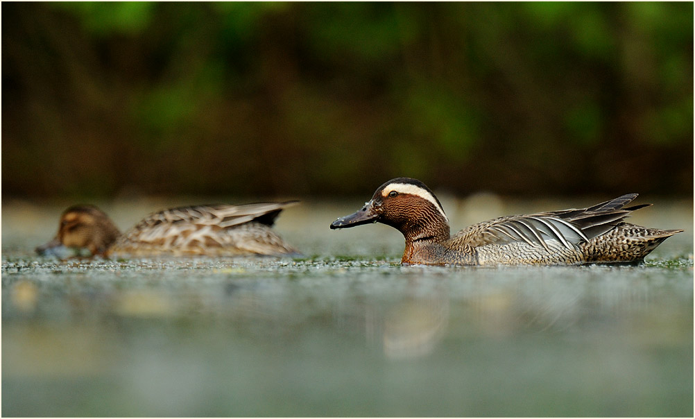 Knäkente (Anas querquedula)