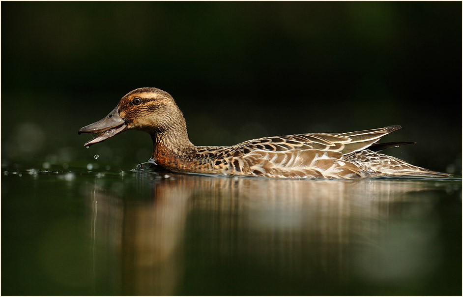 Knäkente (Anas querquedula)