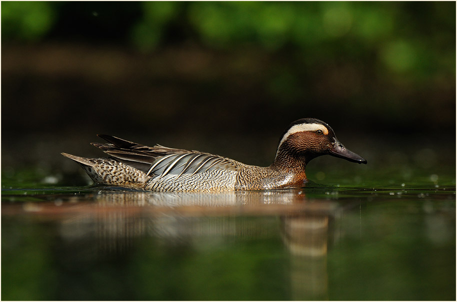 Knäkente (Anas querquedula)