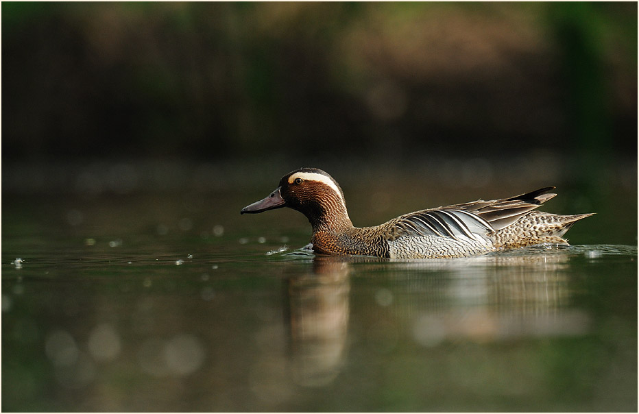 Knäkente (Anas querquedula)