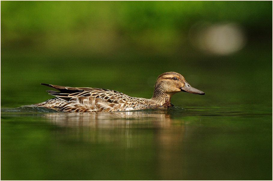 Knäkente (Anas querquedula)