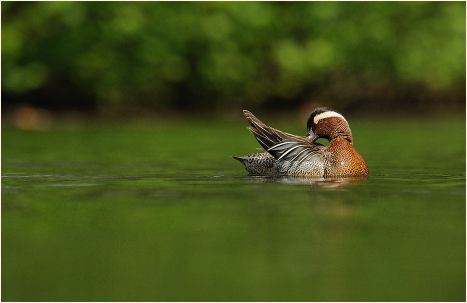 Knäkente (Anas querquedula)