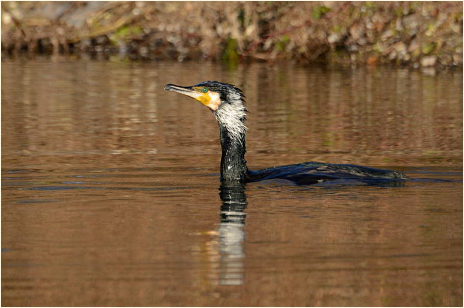 Kormoran (Phalacrocorax carbo)