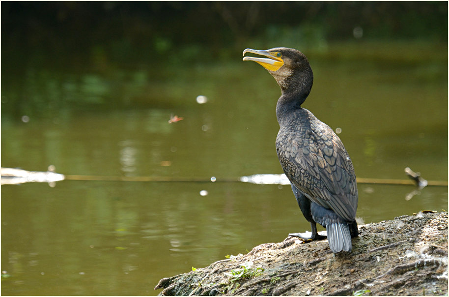 Kormoran (Phalacrocorax carbo)