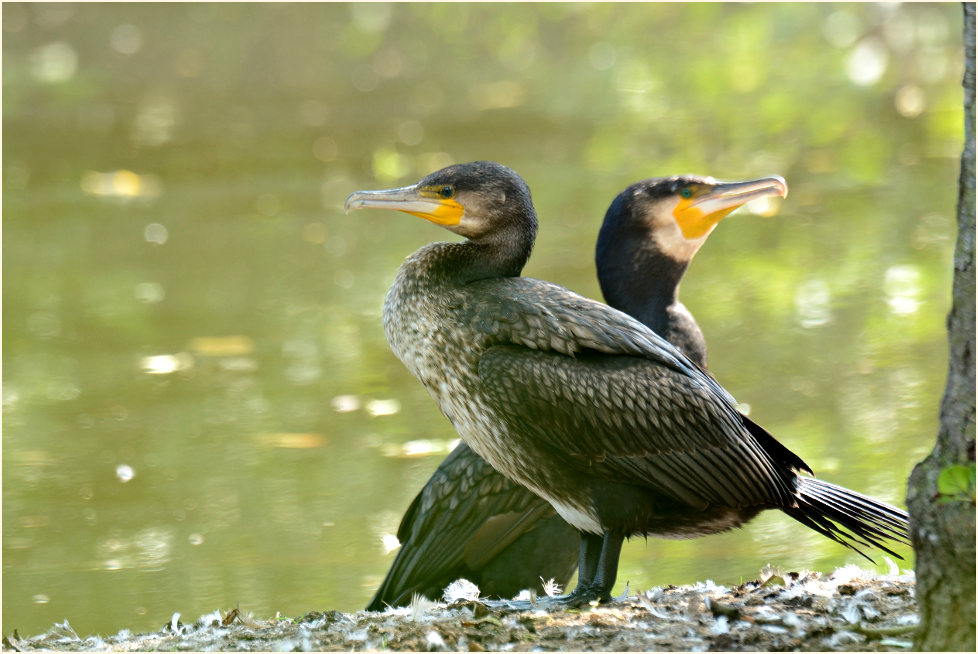 Kormoran (Phalacrocorax carbo)