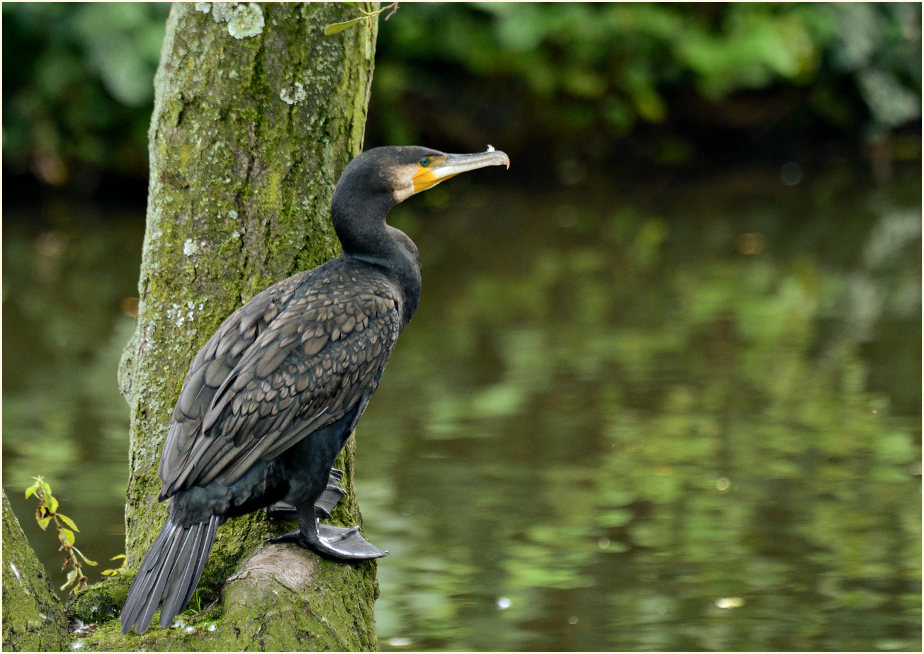 Kormoran (Phalacrocorax carbo)