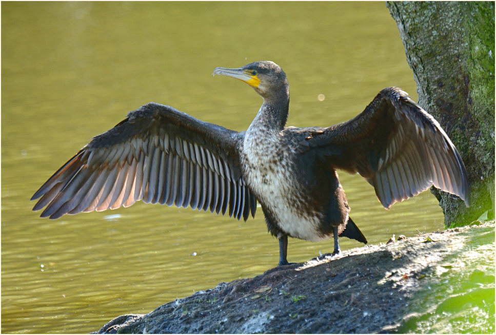 Kormoran (Phalacrocorax carbo)