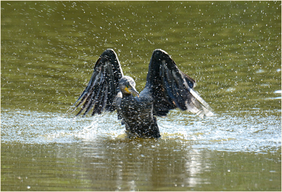 Kormoran (Phalacrocorax carbo)