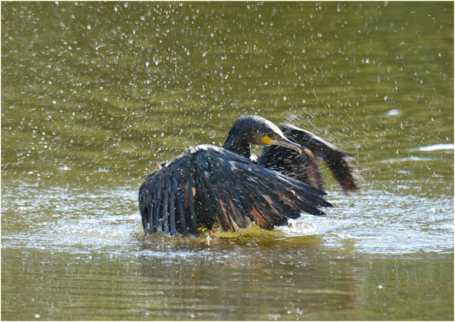 Kormoran (Phalacrocorax carbo)