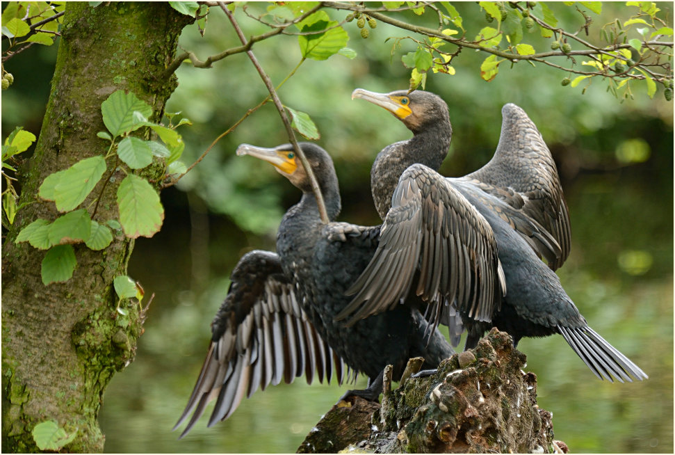 Kormoran (Phalacrocorax carbo)