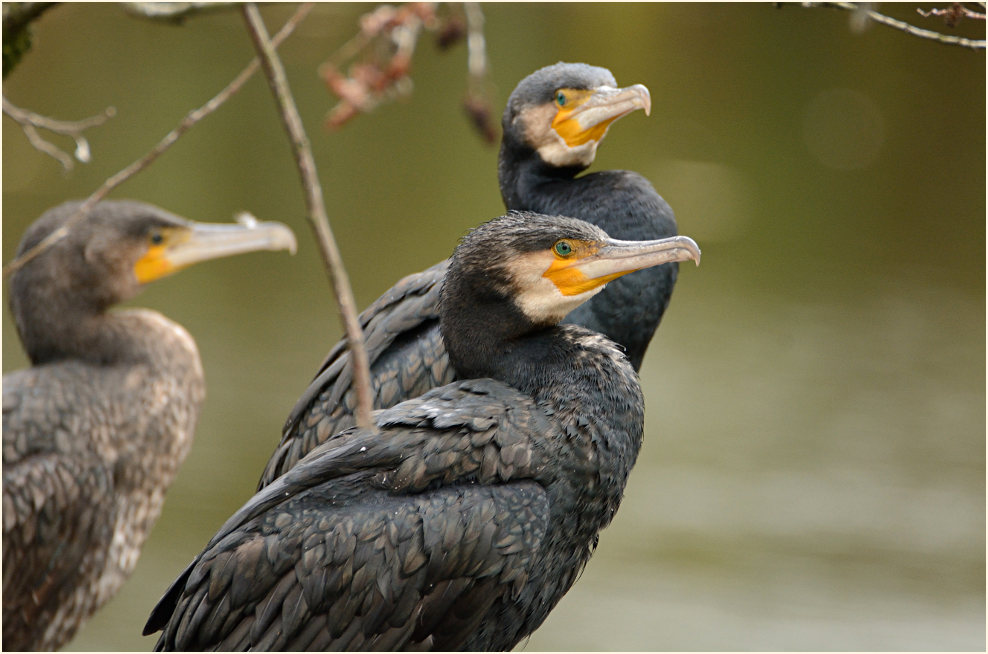 Kormoran (Phalacrocorax carbo)