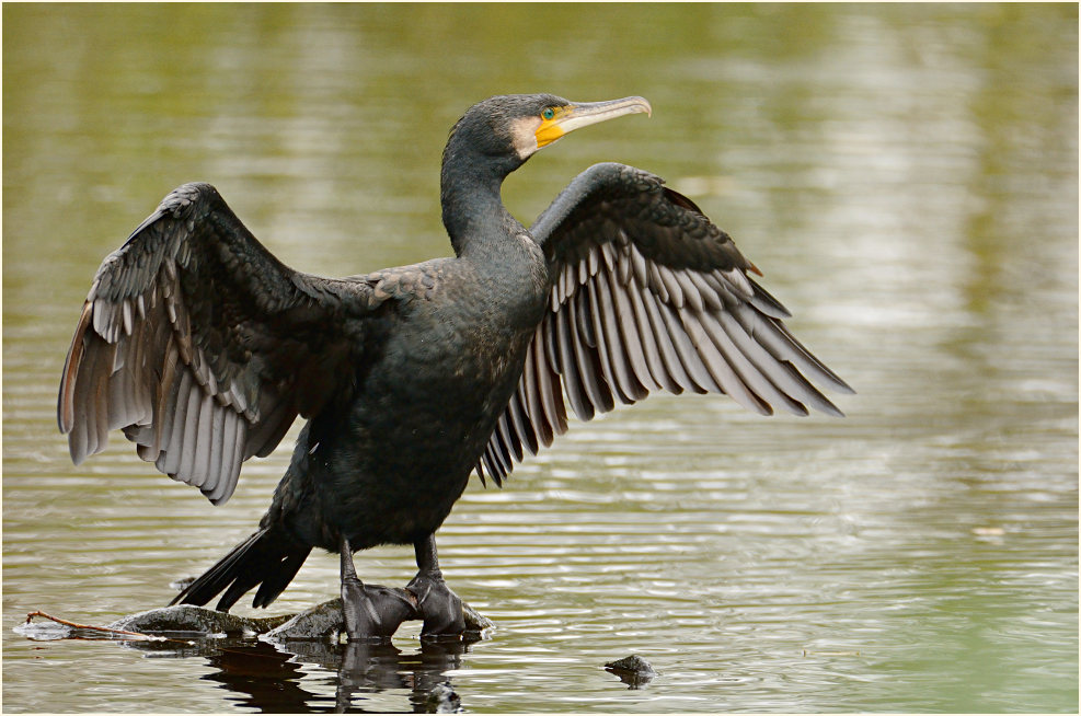 Kormoran (Phalacrocorax carbo)