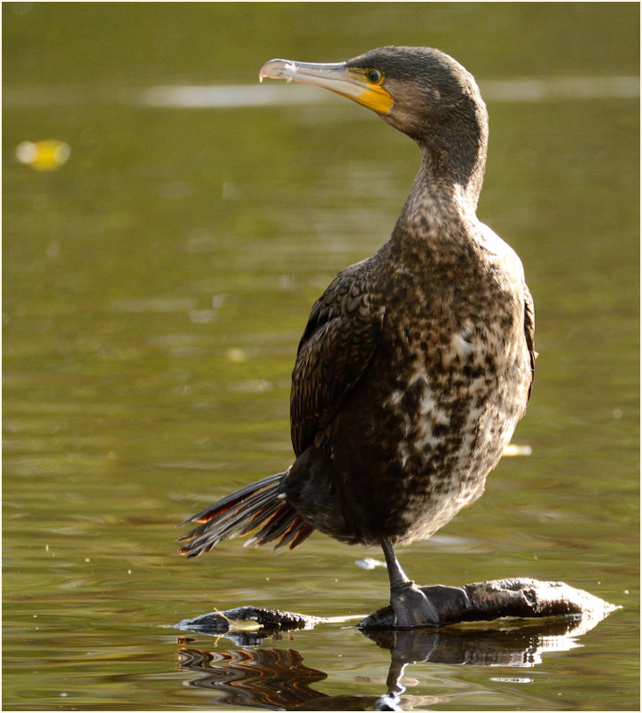 Kormoran (Phalacrocorax carbo)