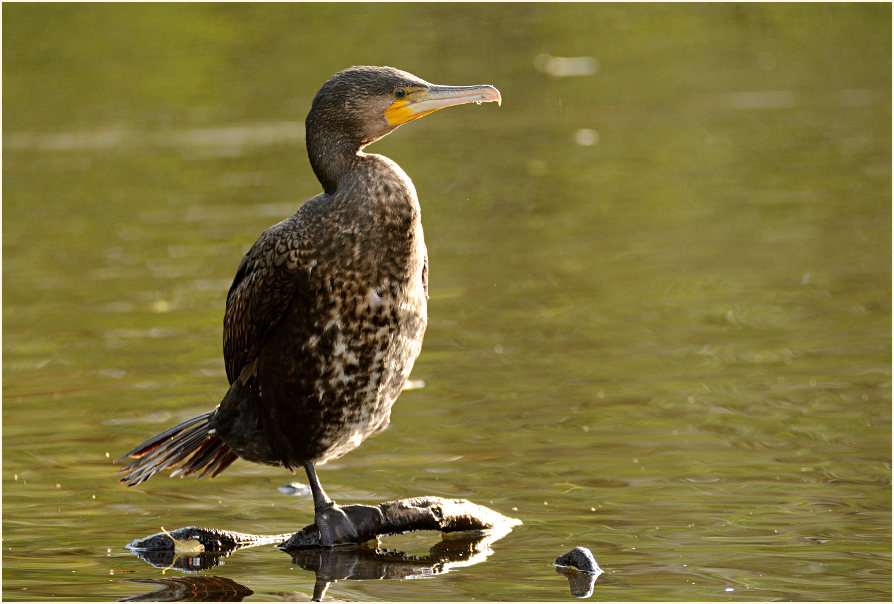 Kormoran (Phalacrocorax carbo)