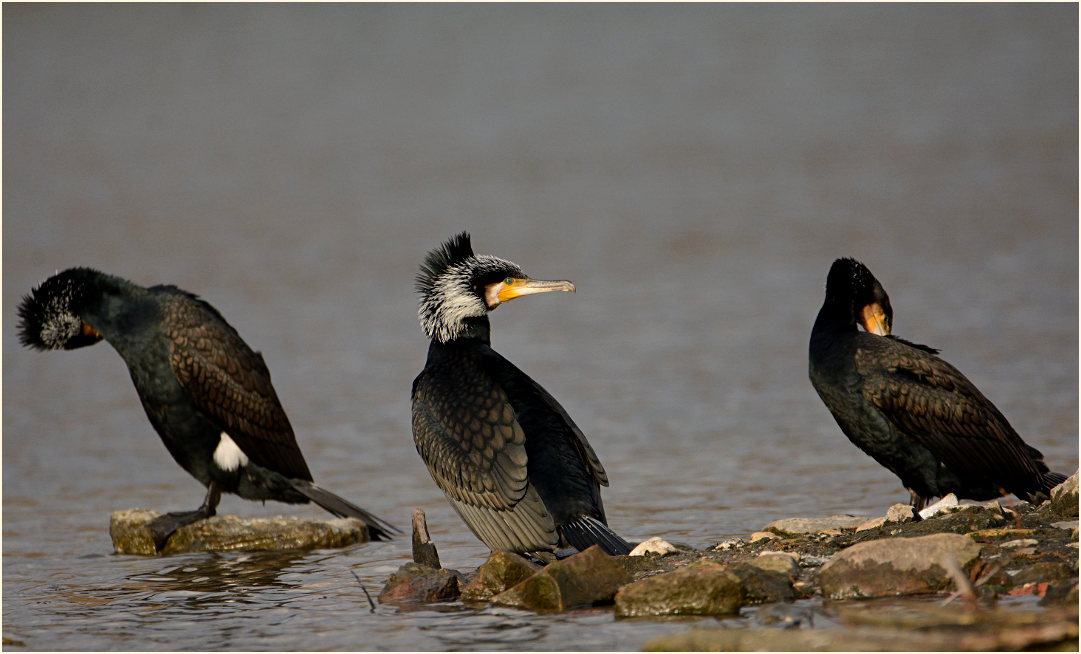 Kormoran (Phalacrocorax carbo)