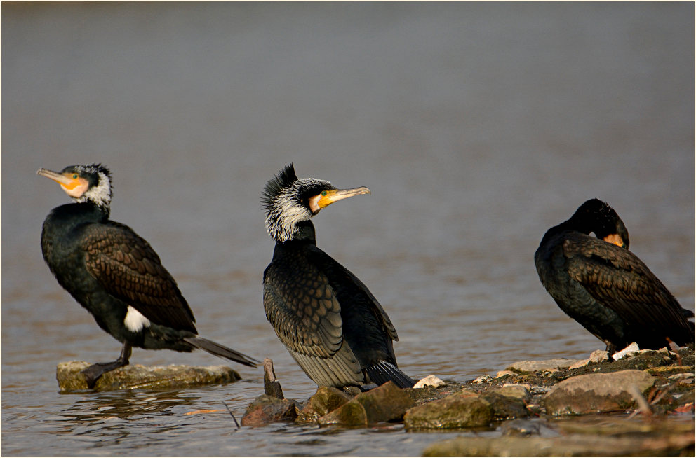 Kormoran (Phalacrocorax carbo)
