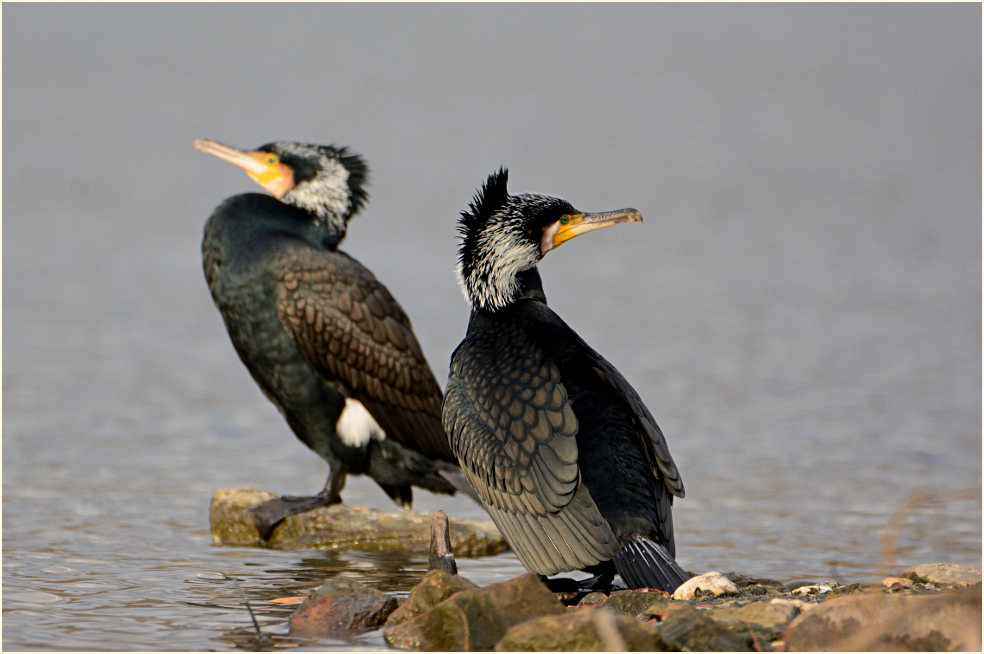 Kormoran (Phalacrocorax carbo)