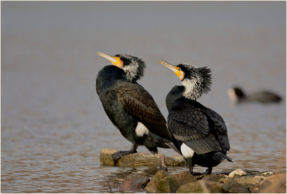 Kormoran (Phalacrocorax carbo)