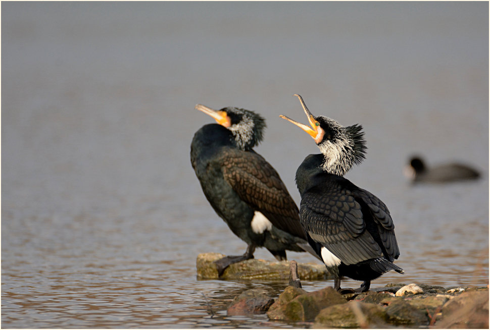 Kormoran (Phalacrocorax carbo)
