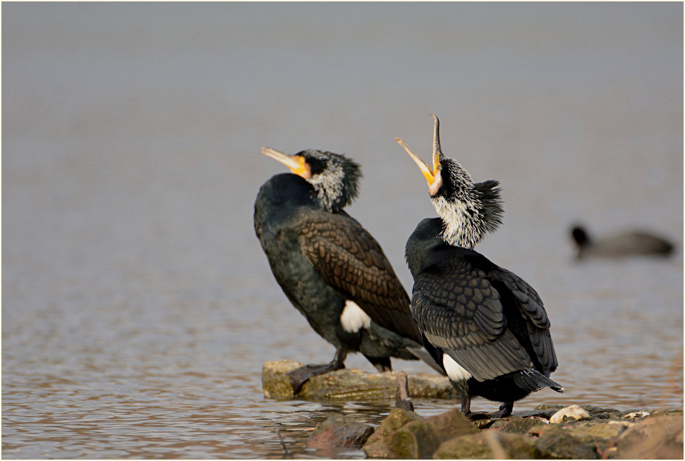 Kormoran (Phalacrocorax carbo)