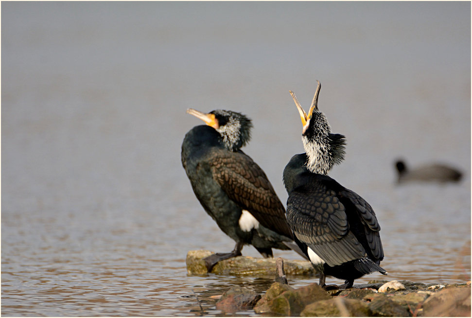 Kormoran (Phalacrocorax carbo)