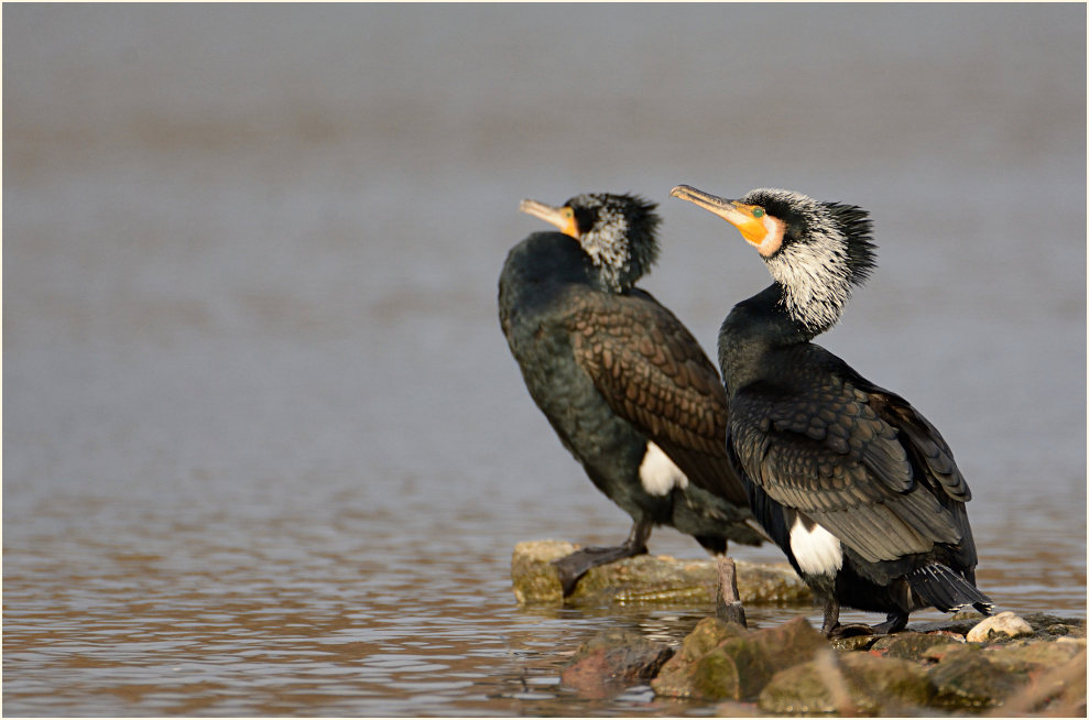 Kormoran (Phalacrocorax carbo)