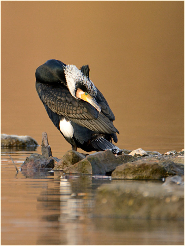 Kormoran (Phalacrocorax carbo)
