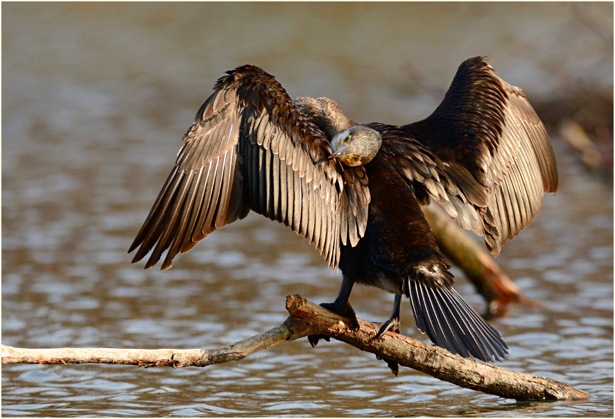 Kormoran (Phalacrocorax carbo)